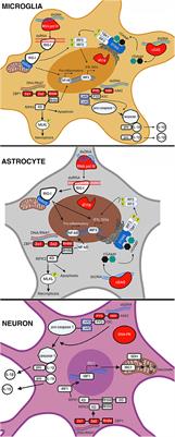 Cytosolic DNA Sensors and CNS Responses to Viral Pathogens